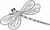 Dragonfly Libellule Insectos Voladores Colorier Getcolorings sketch template