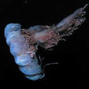 Afbeeldingsresultaten voor "desmonema Chierchianum". Grootte: 185 x 185. Bron: jellywatch.org