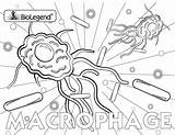 Cells Bacterial Macrophage sketch template