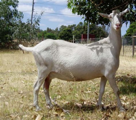 dairy goat breeds modern farming methods