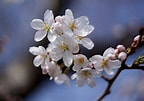 Afbeeldingsresultaten voor Cherry Blossom. Grootte: 144 x 101. Bron: www.americanforests.org