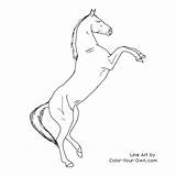 Horse Rearing Teke Coloring Pages Akhal Color Horses Line Outline Own Draw Index Animal Visit sketch template