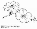 Dogwood Drawing Flowers Flower Blossom Tree Branch Botanical Outline Drawings Sketch Google Show Coloring Line Tattoo Pacific Search Template Trees sketch template