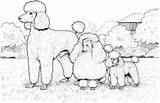 Coloring Poodles Toy Miniature Standard Color Online Pages Supercoloring sketch template