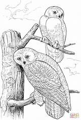 Pages Owls Coloring Owl Snowy Tree Colouring Two Printable Book Drawing Wildlife Adults Sheets Crafts ציעה ינשוף דף Adult Super sketch template