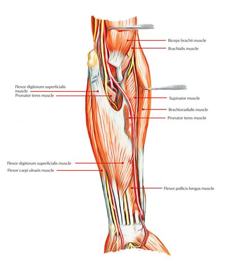 muscles   anterior  front   forearm earths lab