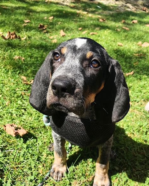amazing facts  coonhounds     page