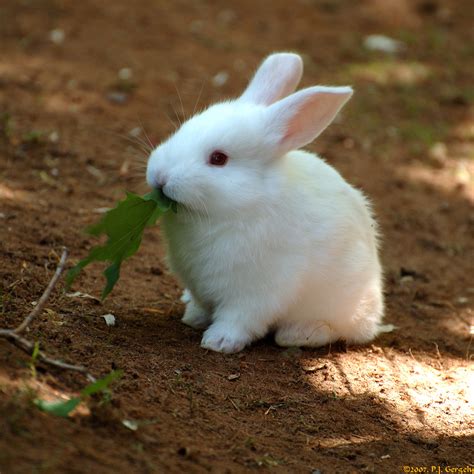 photo cute tiny baby bunny rabbit noms green leaf   album