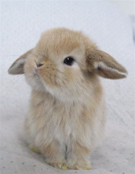 images  bunny  pinterest  bunny rabbit