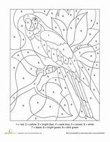 Number Color Parrot Coloring Numbers Printable Pages Kids Grade Bird Paint Adults Adult Worksheets Printables Worksheet First Fall Education Birds sketch template