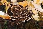 Afbeeldingsresultaten voor "havelockia Versicolor". Grootte: 147 x 100. Bron: www.bioecoactual.com