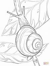 Snail Coloring Pages Drawing Realistic Outline Drawings Lipped Escargot Coloriage Dessin Mollusc Colouring Draw Un Lips Snails Bugs Printable Color sketch template