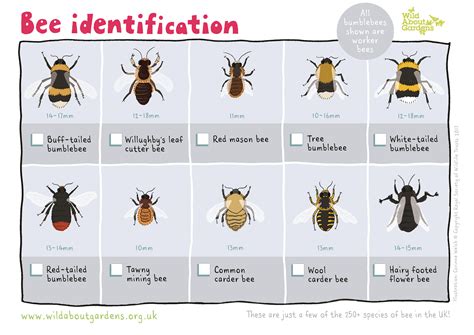 bee identification guide milton keynes natural history society