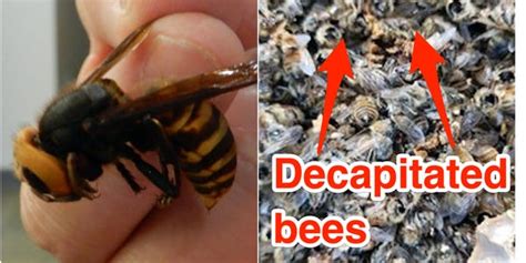 Murder Hornet An Insect Capable Of Killing Humans Colonizing The Us