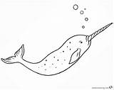 Narwhal Single sketch template