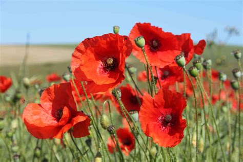 blog search  poppies
