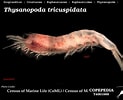Afbeeldingsresultaten voor "thysanopoda Pectinata". Grootte: 123 x 100. Bron: www.st.nmfs.noaa.gov