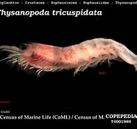 Afbeeldingsresultaten voor "thysanopoda Microphthalmia". Grootte: 197 x 185. Bron: www.st.nmfs.noaa.gov