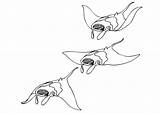 Manta Ray Swimming Coloring Pages Large Edupics sketch template
