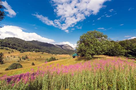 sutjeska np home      primeval forests  europe