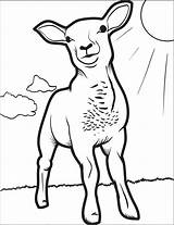 Lamb Coloring Pages Line Drawing Sheep Printable Coloringbay Realistic Yahoo Search Getdrawings Kids sketch template