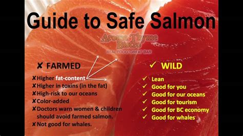 farmed salmon  wild salmon youtube