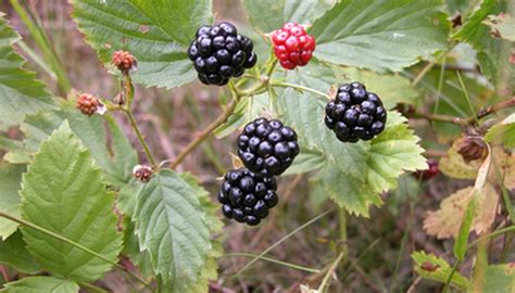 grow blackberry bushes garden guides