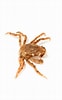 Afbeeldingsresultaten voor "hyas Araneus". Grootte: 62 x 100. Bron: descna.com
