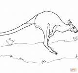Wallaby Coloring Pages Jumping Printable Baby Designlooter Drawing 41kb 1200 Necked Red sketch template