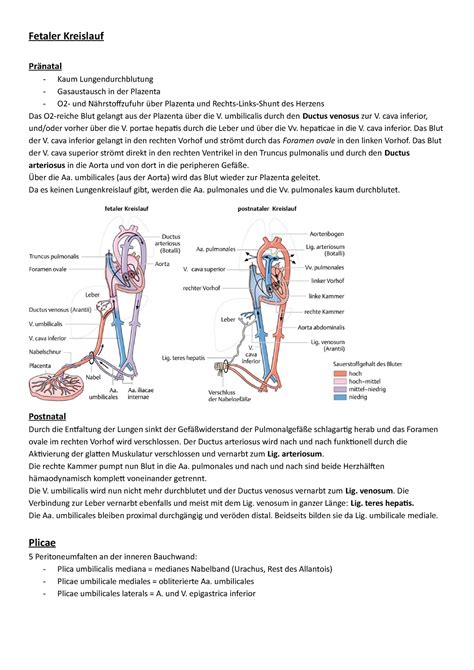 anatomie fuer studierende der fetaler kreislauf zusammenfassung