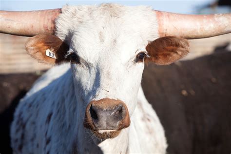 Free Picture Long Horn Cattle Cow Head Portrait