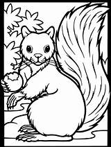Squirrel Acorn Coloring Version Print Color sketch template