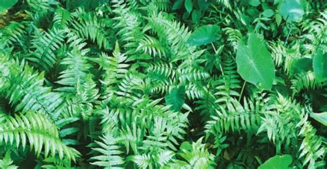 pako  edible indigenous fern agriculture monthly