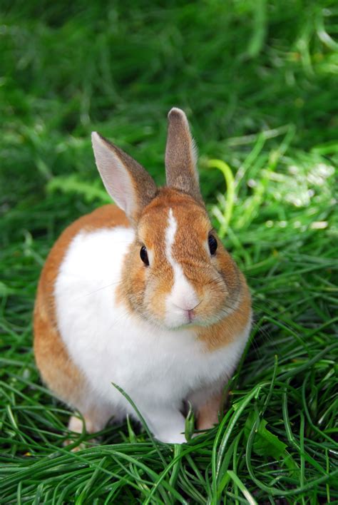 everything you ought to know before keeping dwarf bunnies