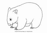 Wombat Colouring Pages Australian Animals Animal Coloring Wombats Coloriage Activityvillage Australia Outline Colour Craft Aboriginal Activity Drawing Explore Days Printables sketch template
