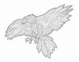 Falke Hawk Erwachsene Dekorativem sketch template