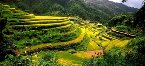 The 2000 Year Old Ifugao Rice Terraces A True Staircase