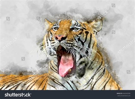 watercolor image portrait   bengal tiger  yawning stock photo