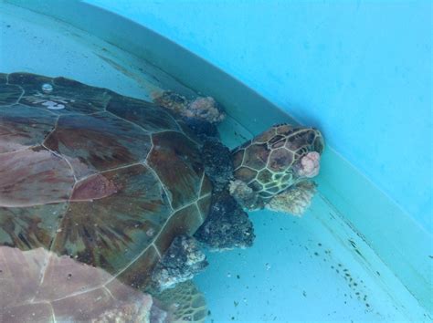 calico jack  turtle hospital rescue rehab release