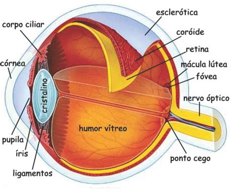 glaucoma wikicharlie