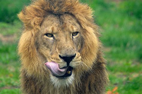 lion detroit zoo