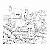 Coloring Desert Animals Mountain Goats Pages Surfnetkids Printouts sketch template