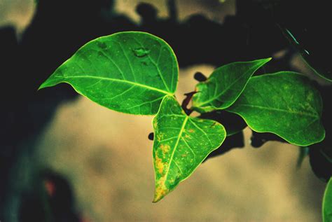 leaves  duhi  deviantart