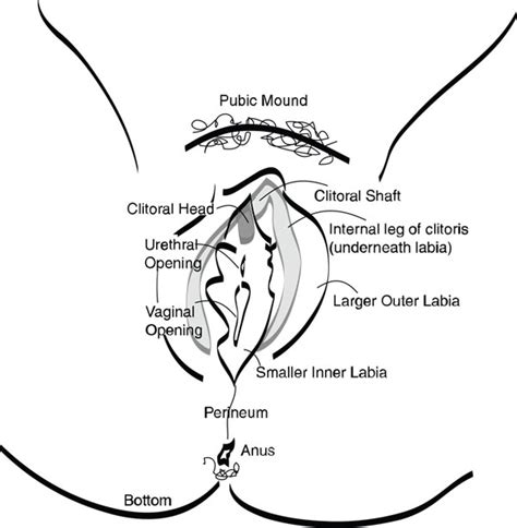 female sexual anatomy femani wellness