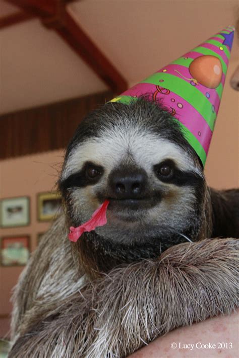 happy birthday    friend slothscomau