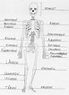 Bilderesultat for Muskel og skjelett. Størrelse: 77 x 105. Kilde: anatomi-lotte.blogspot.com