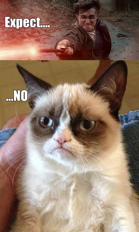grumpy cat expectno grumpy cat   meme