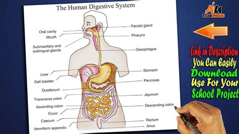 digestive system drawing   draw digestive system diagram step