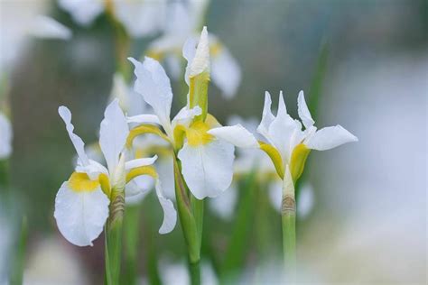 siberian irises   grow   iris siberian growing