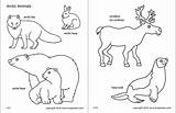 Arctic Animals Printable Coloring Polar Clipart Fox Pages Templates Artic Animal Kids Color Sheets Bear Hare Firstpalette Colouring Activities Crafts sketch template